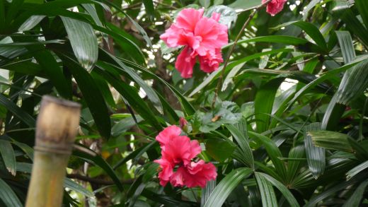 Hibiskusblüten