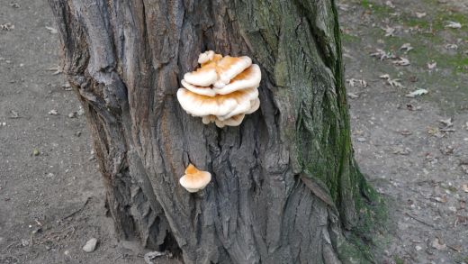 ein Pilz am Baum